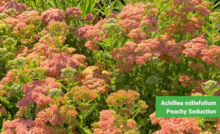 Yarrow Achillea millefolium Peachy Seduction in flower